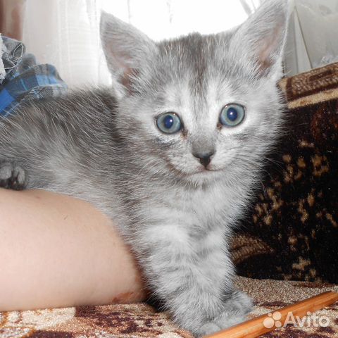 Отдам котят и стерилизованную кошку купить на Зозу.ру - фотография № 5