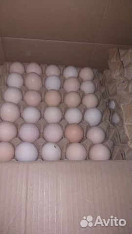 Инкубационное яйцо с/х птицы купить на Зозу.ру - фотография № 2