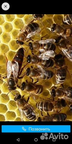 Пчелы, пчелпакеты купить на Зозу.ру - фотография № 1