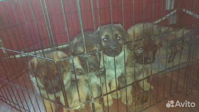 Готовы к продаже щенки немецкой овчарки купить на Зозу.ру - фотография № 2