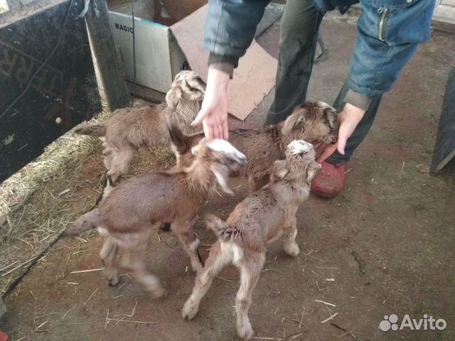Продаются альпо-нубийские козлята купить на Зозу.ру - фотография № 7
