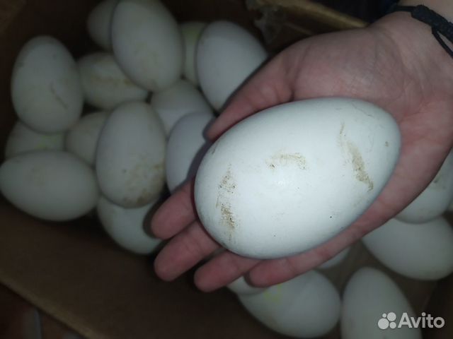 Яйца инкубационные гусиные купить на Зозу.ру - фотография № 2