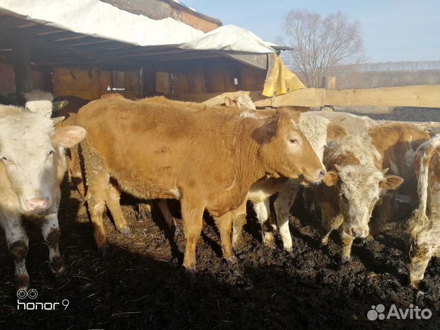 Тёлки стельные и на мясо купить на Зозу.ру - фотография № 1