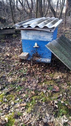 Пчелосемьи в ульях купить на Зозу.ру - фотография № 1