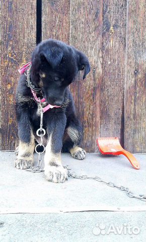 В дар найденный щенок купить на Зозу.ру - фотография № 3