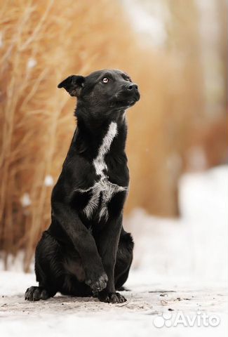 Отважный щенок Найт купить на Зозу.ру - фотография № 5