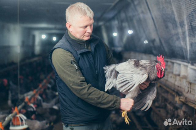 Продается курица возраст 8 мес купить на Зозу.ру - фотография № 6