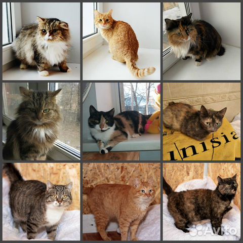 Кошечки и котики из приюта в добрые руки