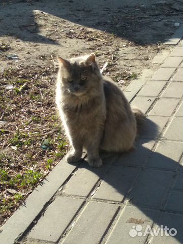 Кошечка была домашней