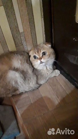 Вязка Шотландская золотая шиншила