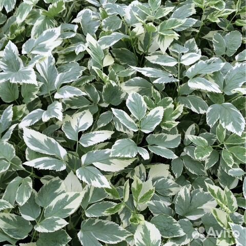 Сныть пестролистная многолетняя