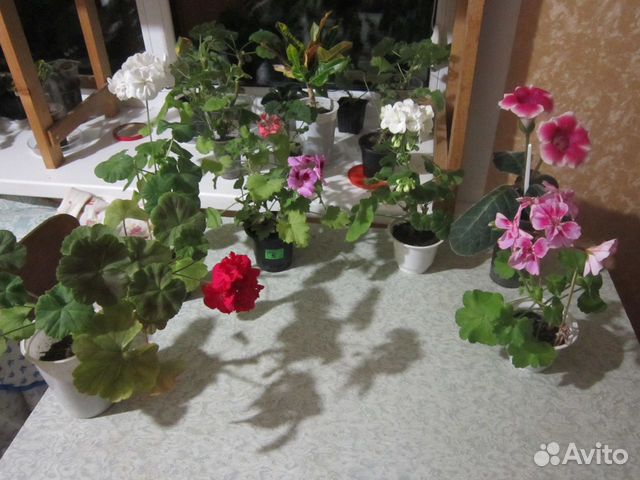 Комнатные растения Комнатные растения