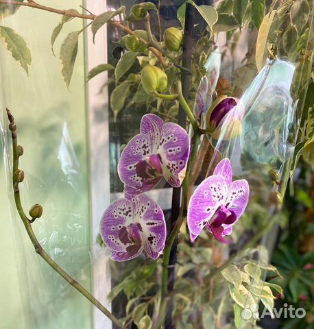 Орхидеи эксклюзивные