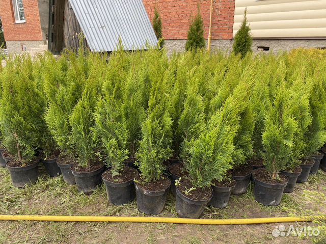 Туя «Смарагд» 0,7м Туя «Смарагд» 0,7м