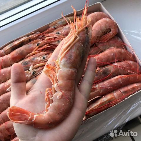 Креветка Аргентинская 20-25см. + доставка по Мск Креветка Аргентинская 20-25см. + доставка по Мск