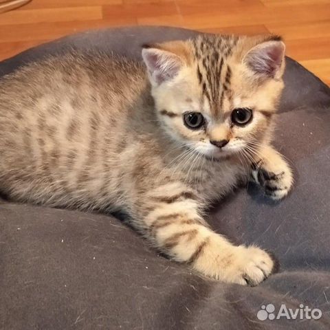 Шотландские котята Шотландские котята