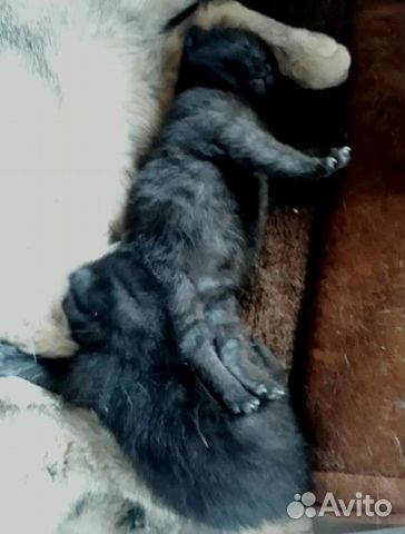 Котёнок ищет дом Котёнок ищет дом