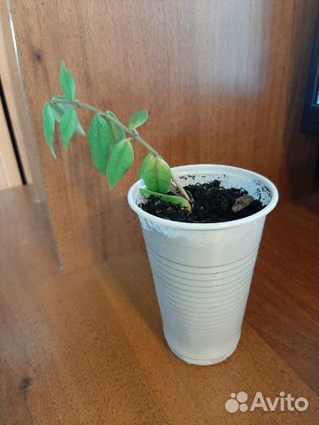 Укоренённая Hoya Bella