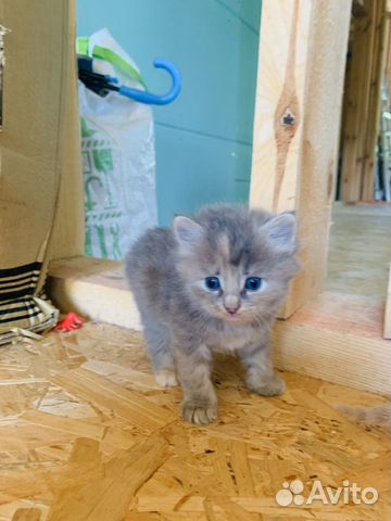 Котята Котята