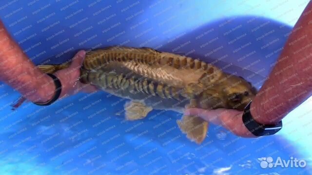 Карпы кои для пруда