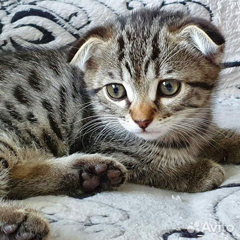 Котёнок девочка Котёнок девочка