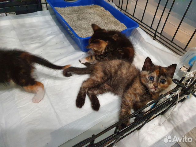 Котята в добрые руки Котята в добрые руки