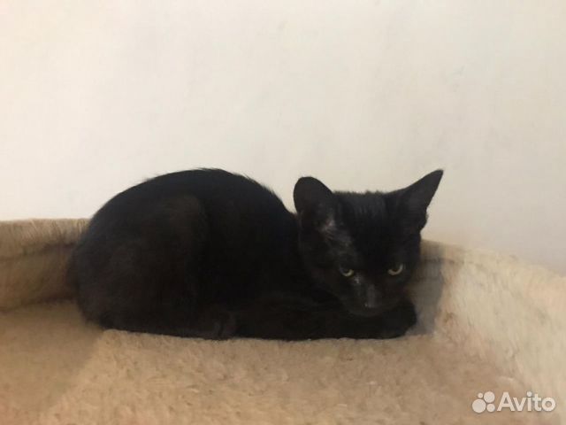 Котенок ищет дом Котенок ищет дом