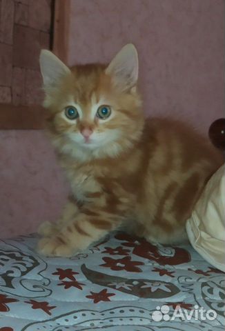 Котенок 2 месяца Котенок 2 месяца