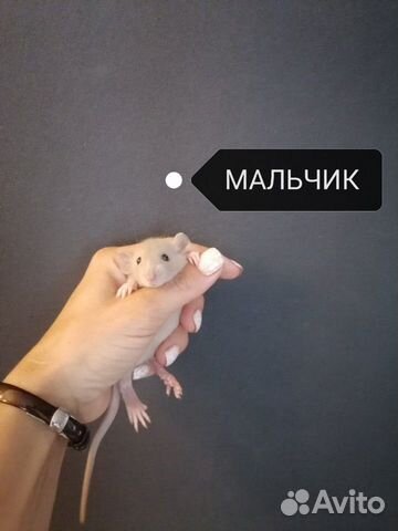 Крысята Дамбо Крысята Дамбо