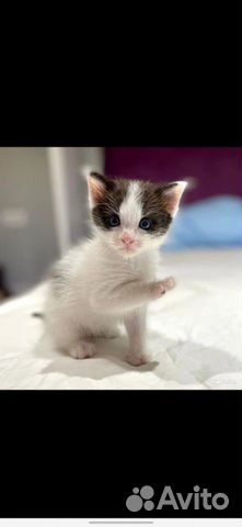 Замечательный котёнок в дар, 1,5 мес Замечательный котёнок в дар, 1,5 мес