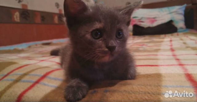 Котя 2 мес Котя 2 мес