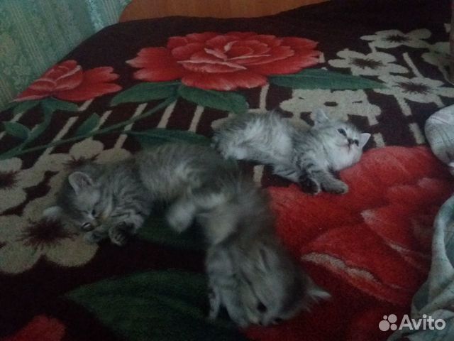 Котята