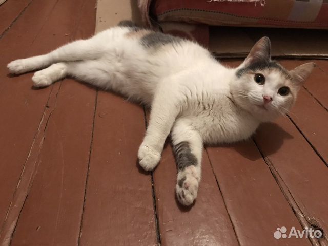 Кошечка