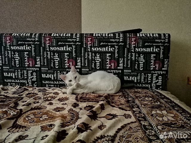 Кошка