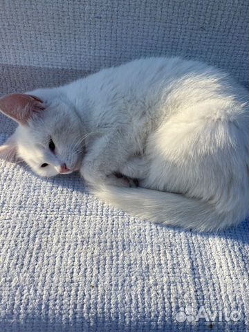 Котенок в добрые руки