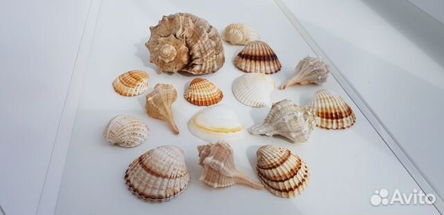 Ракушки для аквариума