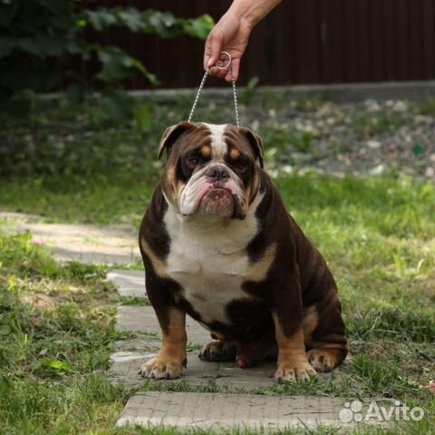 Английский бульдог Вязка + детки от него