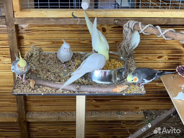 Птенцы кореллы