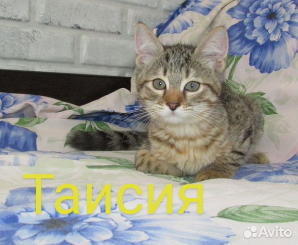 Таисия,Таська.киска 4 мес