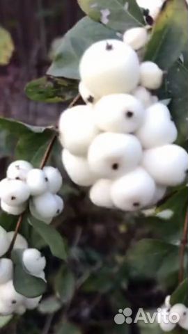 Снежноягодник