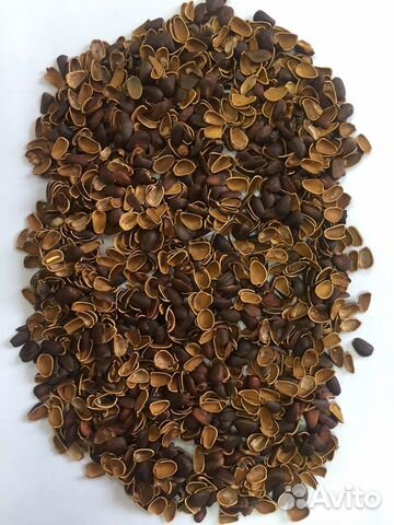 Скорлупа кедрового ореха