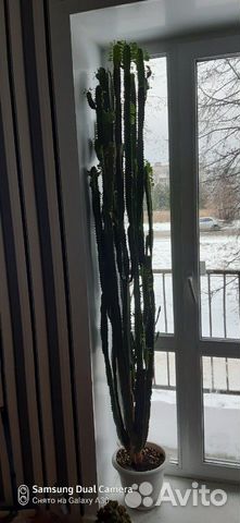 Домашние цветы