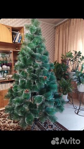Авито Сосна Новогодняя Купить