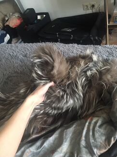 Шуба чернобурка цельная