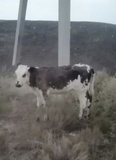 Корова с теленком - фотография № 3