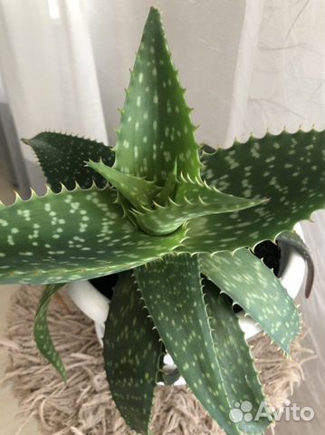 Алоэ, каланхоэ лечебный