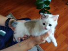 Бобтейл меконгский котик объявление продам