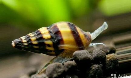 Улитка хелена