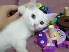 Кошка турецкая ангора объявление продам