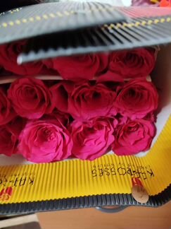 Цветы роза Эквадор опт